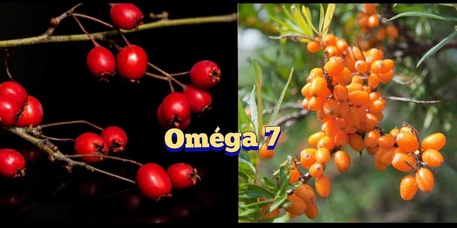 L'oméga-7 : une arme secrète contre l'inflammation