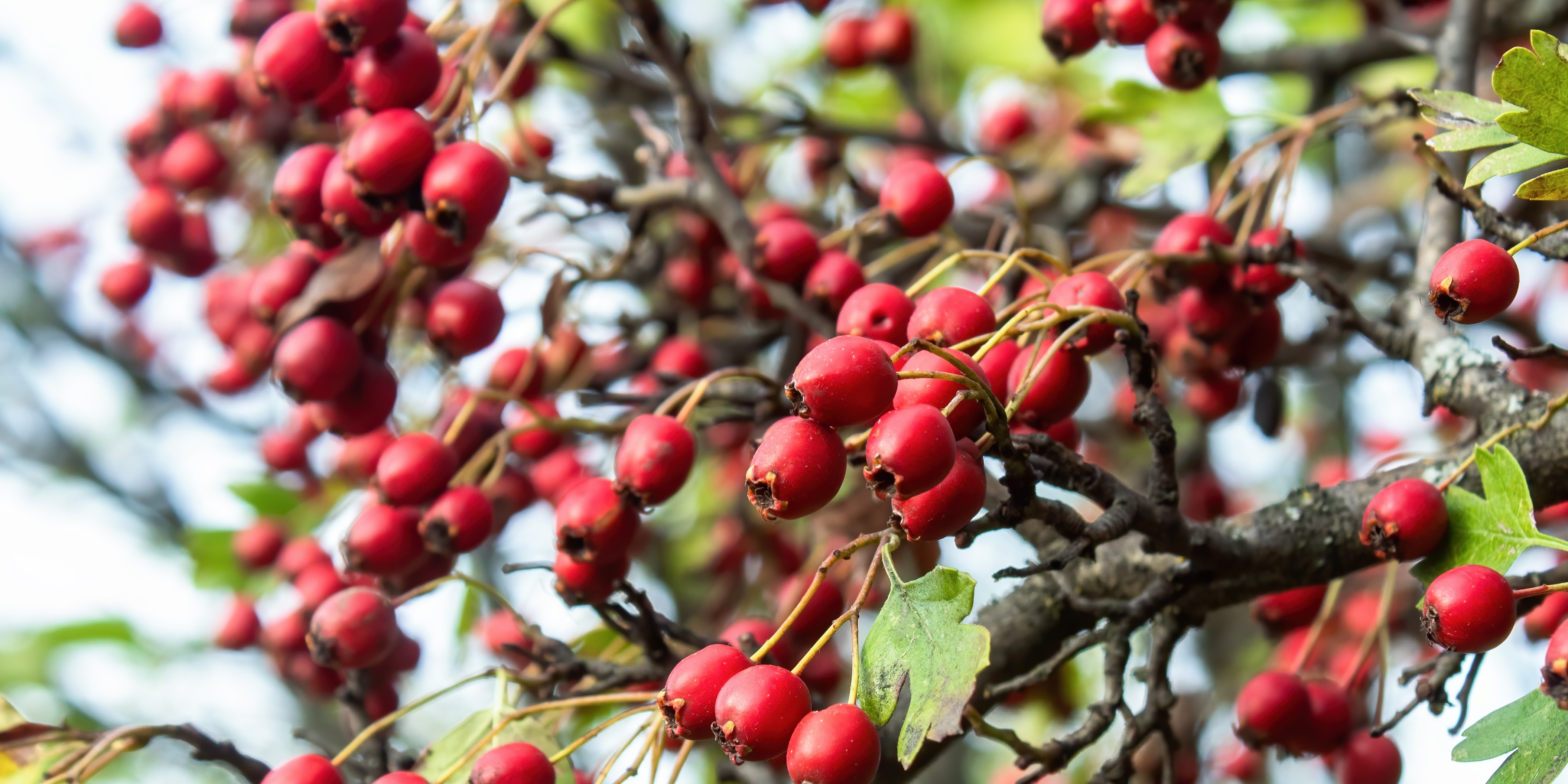 Aubépine : Allié cardiovasculaire naturel