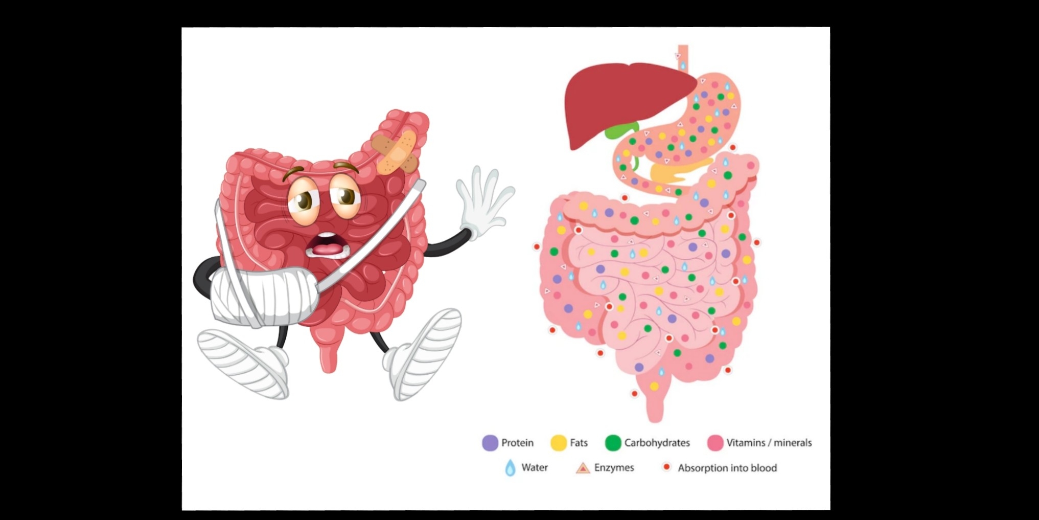  L'intestin dans la santé holistique